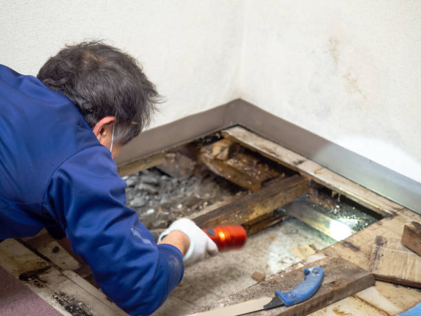 Best Attic Mold Removal  in Osborne, KS