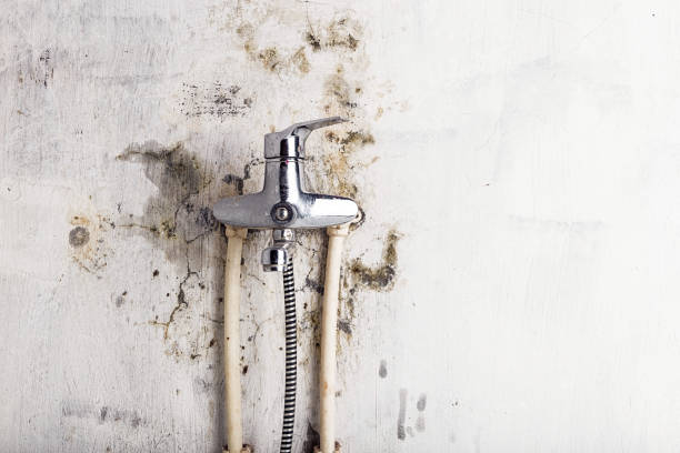 Best Fast Mold Removal  in Osborne, KS