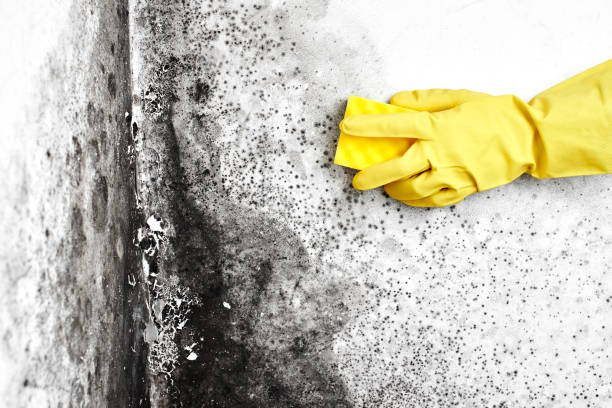 Best Residential Mold Removal  in Osborne, KS