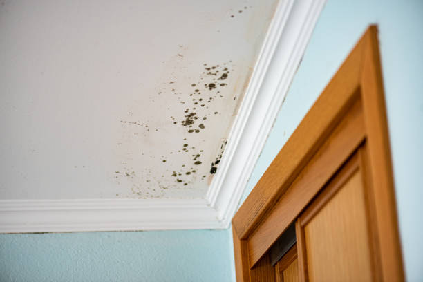 Home Mold Removal in Osborne, KS