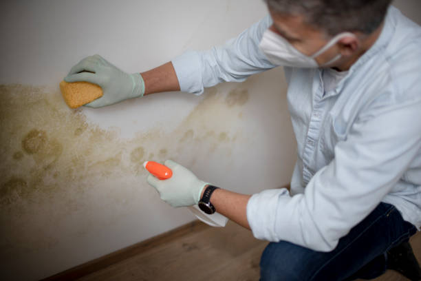 Best Best Mold Removal Companies  in Osborne, KS