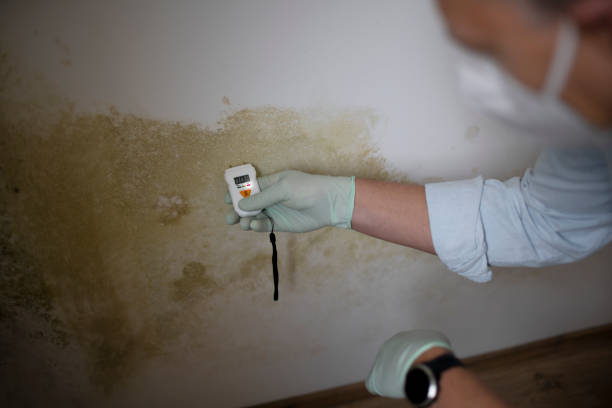 Best Emergency Mold Removal  in Osborne, KS