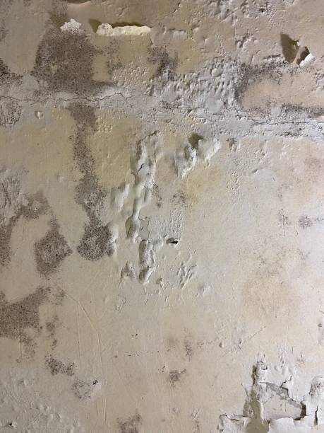 Best Certified Mold Removal  in Osborne, KS