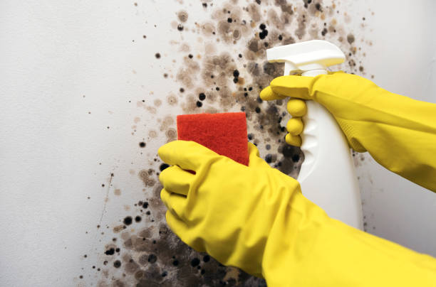 Best Same-Day Mold Removal  in Osborne, KS