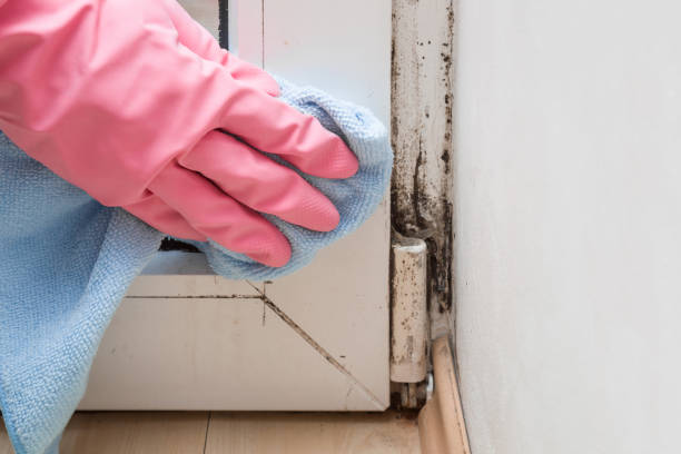 Best Home Mold Removal  in Osborne, KS
