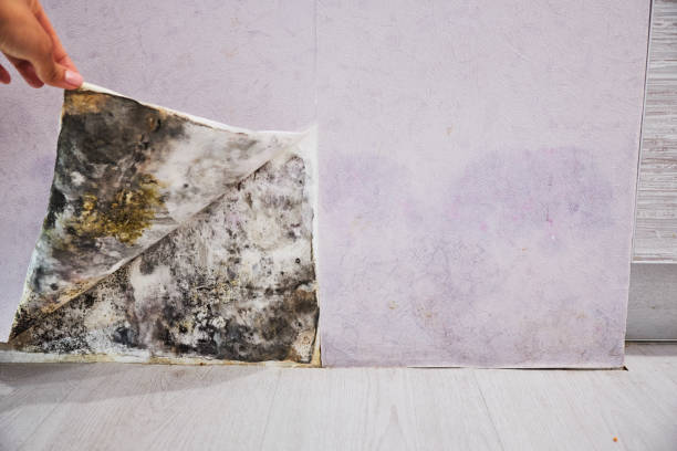 Best Local Mold Removal Service  in Osborne, KS
